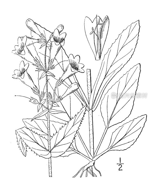 古植物学植物插图:Pentstemon hirsutus，毛胡子舌头